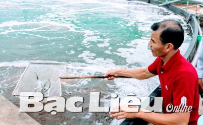 Nuôi tôm siêu thâm canh trong bể nổi cho lợi nhuận cao