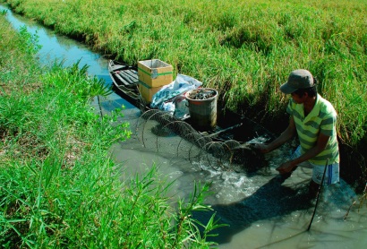 Nhân rộng mô hình nuôi tôm càng xanh kết hợp với lúa