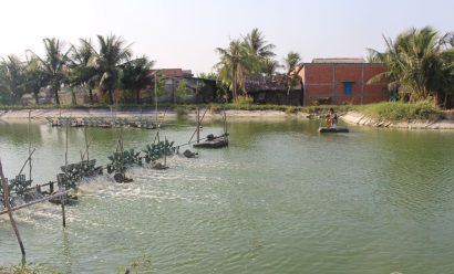 Chủ động phòng, chống dịch bệnh trên tôm