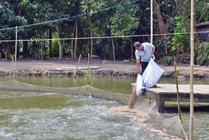 Hậu Giang Diện tích thả nuôi cá tra tăng