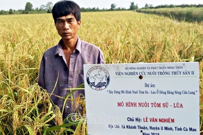 Hiệu quả từ mô hình sản xuất tôm - lúa hữu cơ