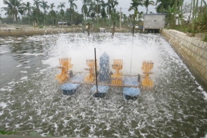 Nuôi tôm thẻ bằng nước giếng khoan thu cả trăm triệu một vụ