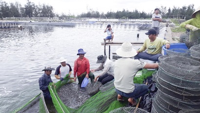 Quảng Trị Hiệu quả từ nuôi tôm trên cát ở Triệu Phong