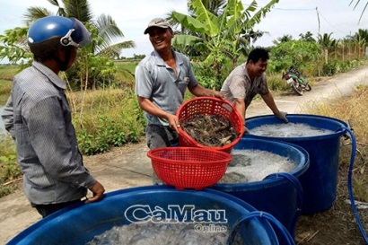 Để ngành hàng tôm giảm rủi ro, tăng bền vững