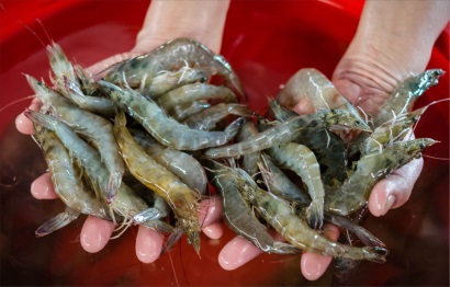 Sản xuất phải đi vào chuyên nghiệp