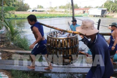Doanh nghiệp Đồng Tháp liên kết nuôi cá tra với nông dân