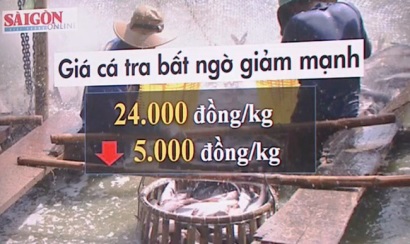 Giá cá tra chìm nổi vì tâm lý ăn xổi