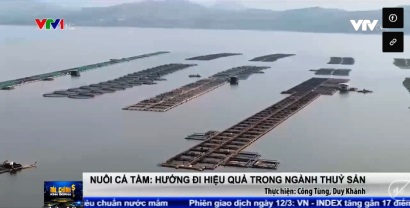 Phát triển cá tầm Hướng đi hiệu quả trong ngành thủy sản