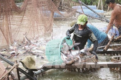 Có nên trữ cá tra như lúa gạo
