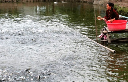Phát triển bền vững ngành cá tra Cần đảm bảo tốt nguồn giống