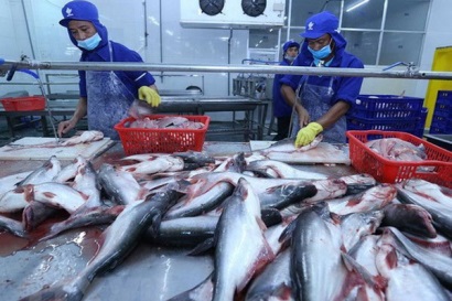 Nâng cao hiệu quả sử dụng năng lượng trong chế biến cá da trơn và tôm