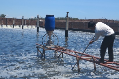 Bình Định Đã thả nuôi tôm trên diện tích 1.109,6 ha