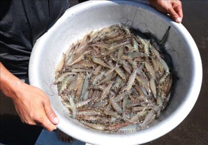 Nuôi tôm bằng chế phẩm sinh học cho hiệu quả kinh tế cao ở Ninh Thuận