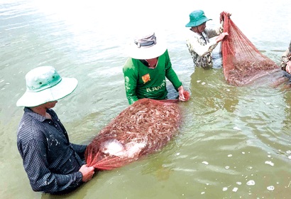 Ngành hàng tôm xuất khẩu Xây dựng chuỗi giá trị để phát triển bền vững