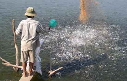 Xuất khẩu cá tra Diễn biến trái chiều, doanh nghiệp lo lắng