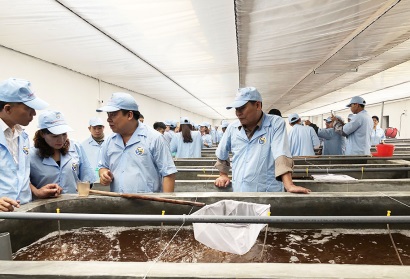 Tập đoàn Việt Úc tại Quảng Ninh ra mẻ tôm giống đầu tiên