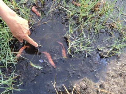 Kiên Giang Cấp hơn 2,5 tấn Chlorine xử lý các ổ dịch bệnh tôm nuôi