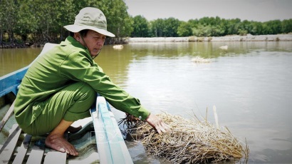 Con tôm ôm rơm lúa