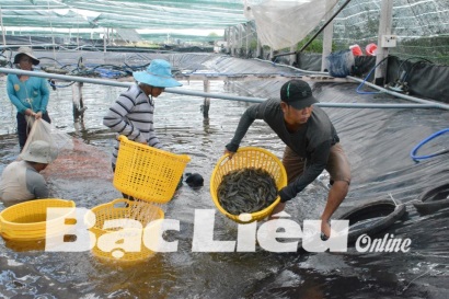 Nuôi tôm sạch để nâng cao giá trị kinh tế