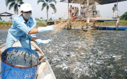 Thủy sản Nam Việt (ANV) đặt mục tiêu LNST tăng 16% lên 700 tỷ đồng