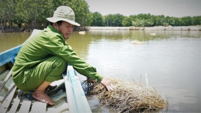 Con tôm ôm rơm lúa