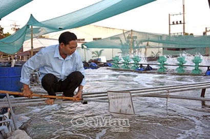 Cà Mau Dùng tre làm ao nổi nuôi tôm