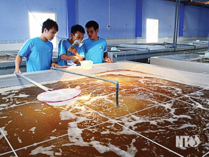 Ninh Thuận Nhìn lại chặng đường 27 năm phát triển nuôi trồng thủy sản