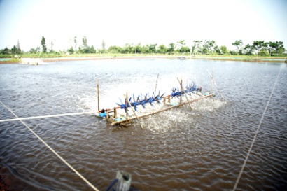 Chủ động quản lý ao nuôi tôm trong thời điểm giao mùa