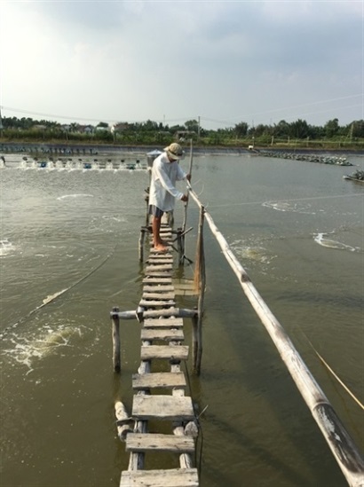 Nuôi tôm đa cấp