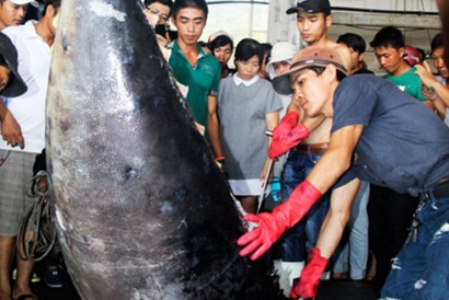 Sản lượng cá ngừ đại dương giảm