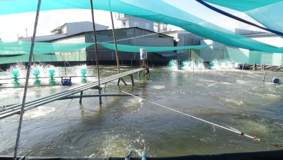 Cà Mau Phát triển nuôi tôm siêu thâm canh
