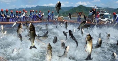 Nam Việt và chiến lược đầu tư vào vùng lõi của cá tra