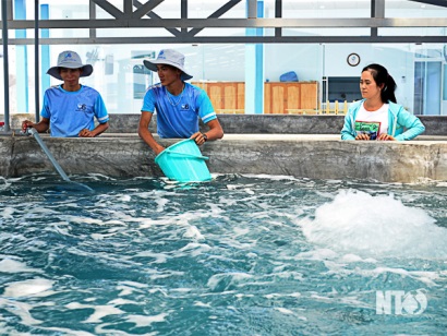 Ninh Thuận Hướng tới mục tiêu xây dựng tỉnh ta thành trung tâm sản xuất tôm giống chất lượng cao của cả nước