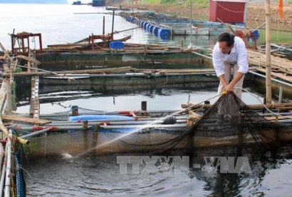 Hướng đi mới của người dân Phú Thọ trong nuôi thủy sản