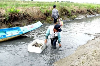 Gỡ khó cho người nuôi tôm càng xanh