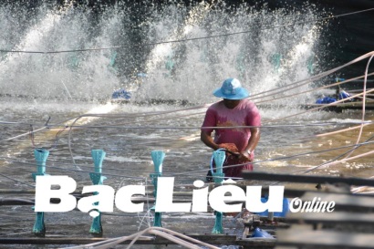 Huyện Hồng Dân (Bạc Liêu) Xuống giống dứt điểm hơn 25.000ha tôm sú vụ 1