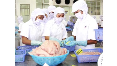 Giá cá tra giảm, thị trường biến động