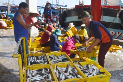 Phú Yên Ngư dân Đông Hòa được mùa cá nục, cá ồ