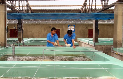 Ninh Thuận xây dựng trung tâm sản xuất tôm giống chất lượng cao