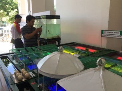 Tăng cường giải pháp nâng chất lượng tôm giống