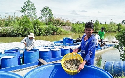Nguồn cung tôm sẽ tăng mạnh, có dấu hiệu giá giảm