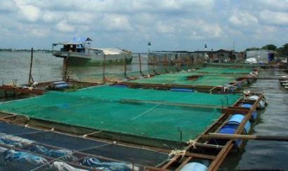 Giá cá tra, điêu hồng ở mức thấp