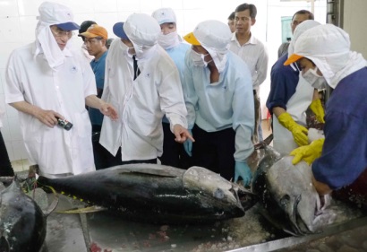 Nâng cao chất lượng và giá trị cá ngừ còn gặp nhiều khó khăn