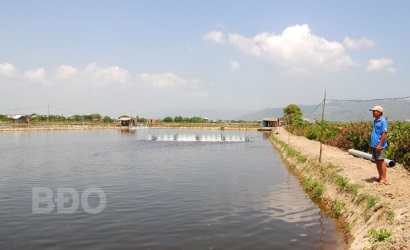 Tôm được mùa, rớt giá