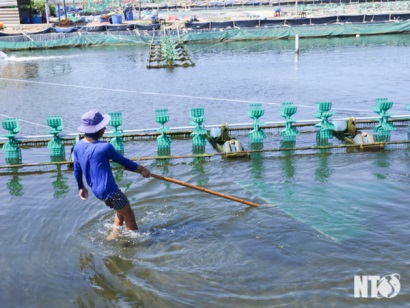 Ninh Thuận Thuận Nam đẩy mạnh phát triển nuôi trồng thủy sản