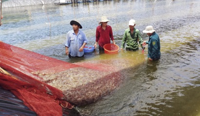 Nuôi trồng thủy sản Cẩn trọng trong mùa mưa
