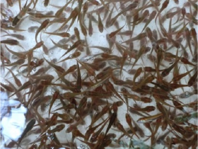 Khánh Hòa Sản xuất hơn 4,7 tỷ con giống