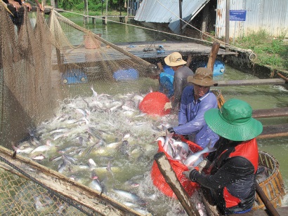 Nhìn lại vụ kiện cá tra, basa