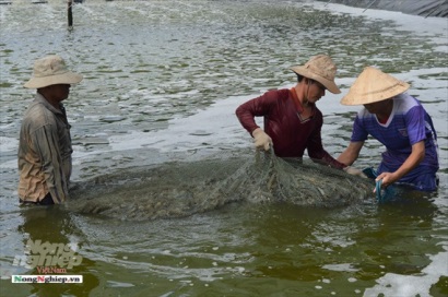 Kiên Giang Nuôi trồng thủy sản thắng lớn
