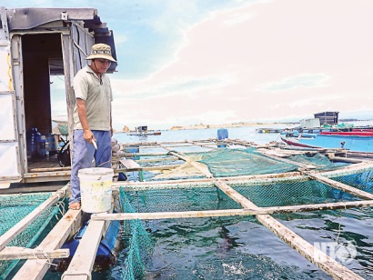 Ninh Thuận Giải pháp phát triển nghề nuôi tôm hùm và cá biển theo hướng bền vững